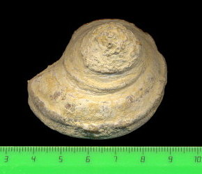 Omphalotrochus canaliculatus Trautschold