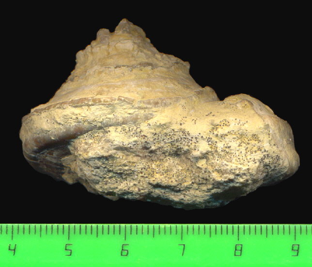 Omphalotrochus canaliculatus Trautschold