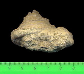 Omphalotrochus canaliculatus Trautschold