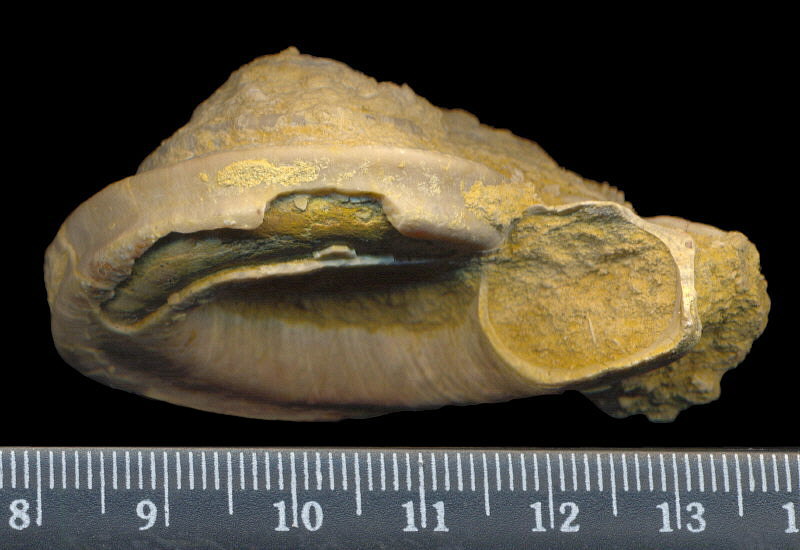 Omphalotrochus canaliculatus Trautschold