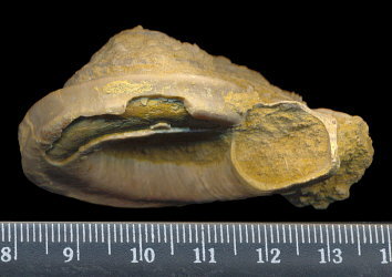 Omphalotrochus canaliculatus Trautschold
