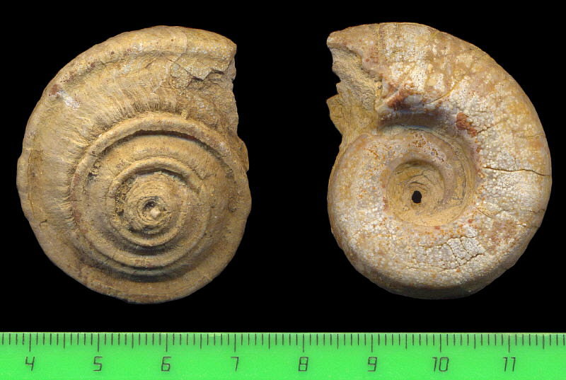 Omphalotrochus canaliculatus Trautschold