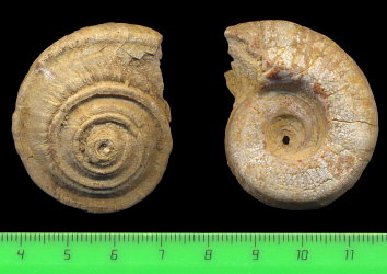 Omphalotrochus canaliculatus Trautschold