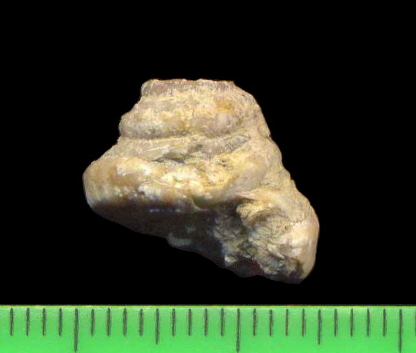 Omphalotrochus canaliculatus Trautschold