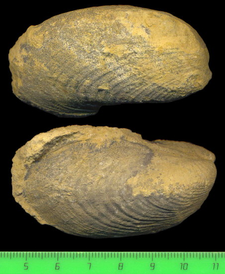 Exochorhynchus curtis Astafieva-Urbajtis, 1981