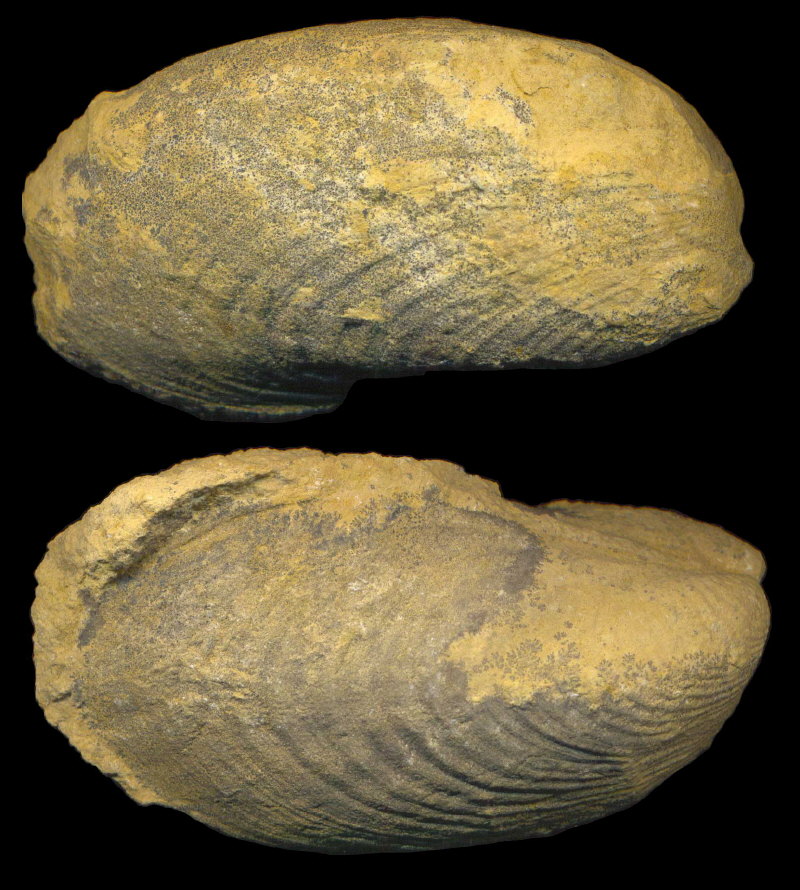 Exochorhynchus curtis Astafieva-Urbajtis, 1981