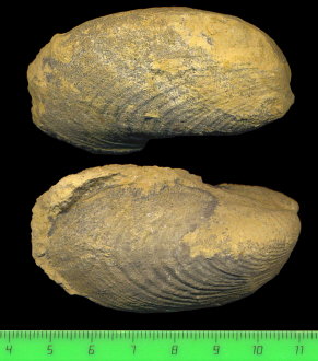 Exochorhynchus curtis Astafieva-Urbajtis, 1981