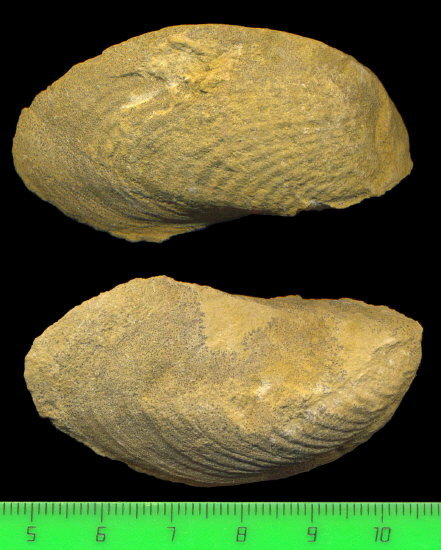 Exochorhynchus curtis Astafieva-Urbajtis, 1981