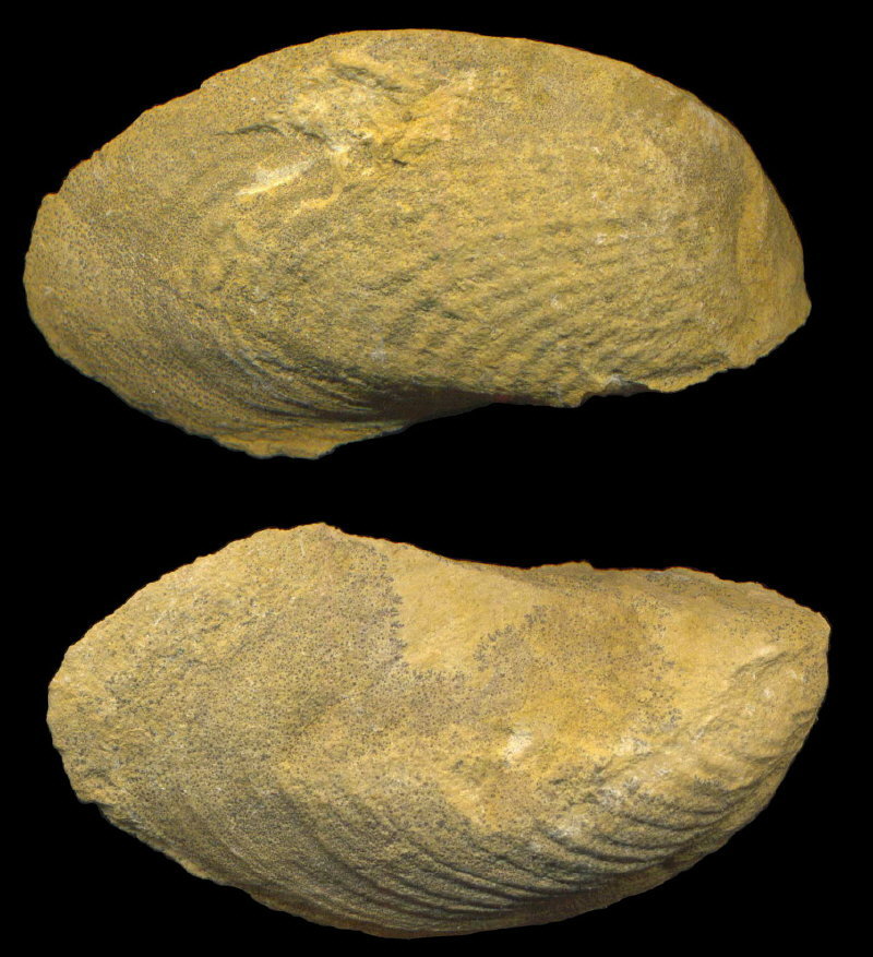 Exochorhynchus curtis Astafieva-Urbajtis, 1981