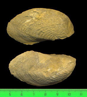 Exochorhynchus curtis Astafieva-Urbajtis, 1981