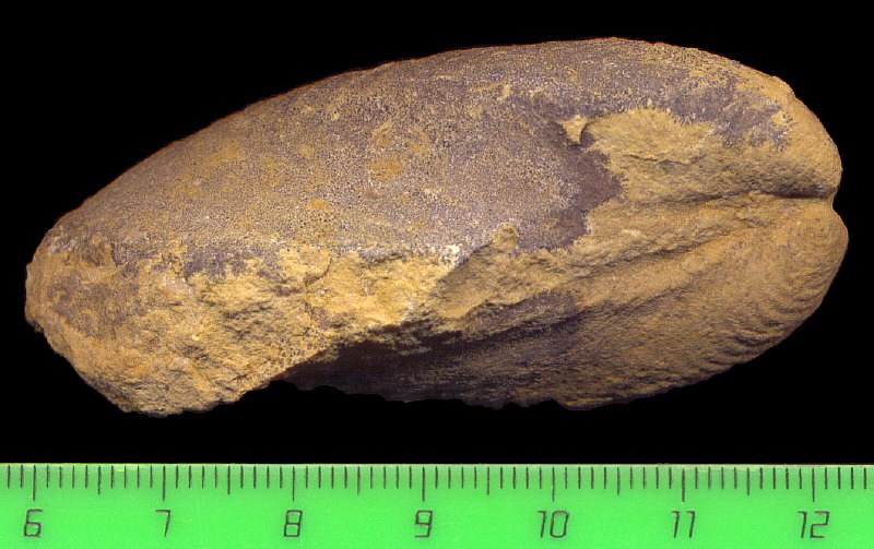 Exochorhynchus curtis Astafieva-Urbajtis, 1981