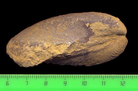 Exochorhynchus curtis Astafieva-Urbajtis, 1981