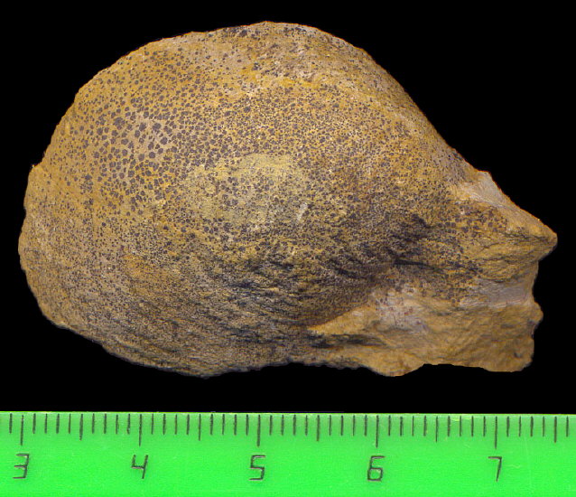 Exochorhynchus curtis Astafieva-Urbajtis, 1981