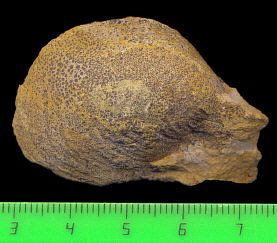 Exochorhynchus curtis Astafieva-Urbajtis, 1981