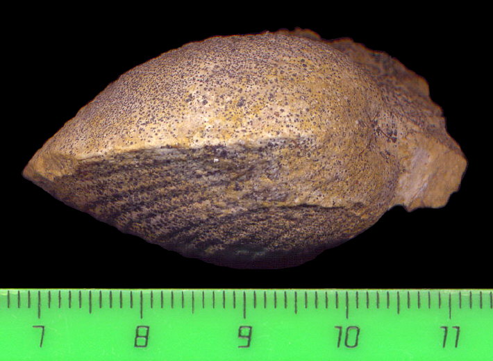 Exochorhynchus curtis Astafieva-Urbajtis, 1981