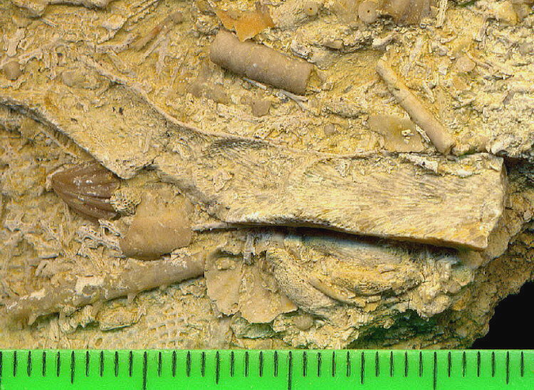 Tabulipora maculosa Nikiforova, 1938