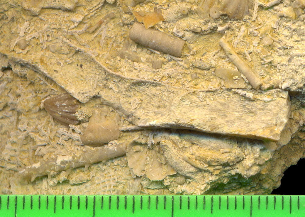 Tabulipora maculosa Nikiforova, 1938