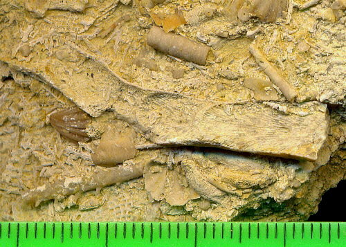 Tabulipora maculosa Nikiforova, 1938