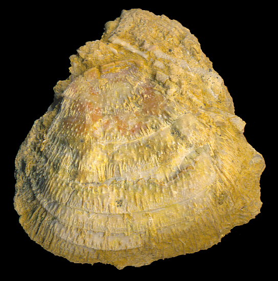 Calliprotonia sterlitamakensis (Stepanov, 1937)