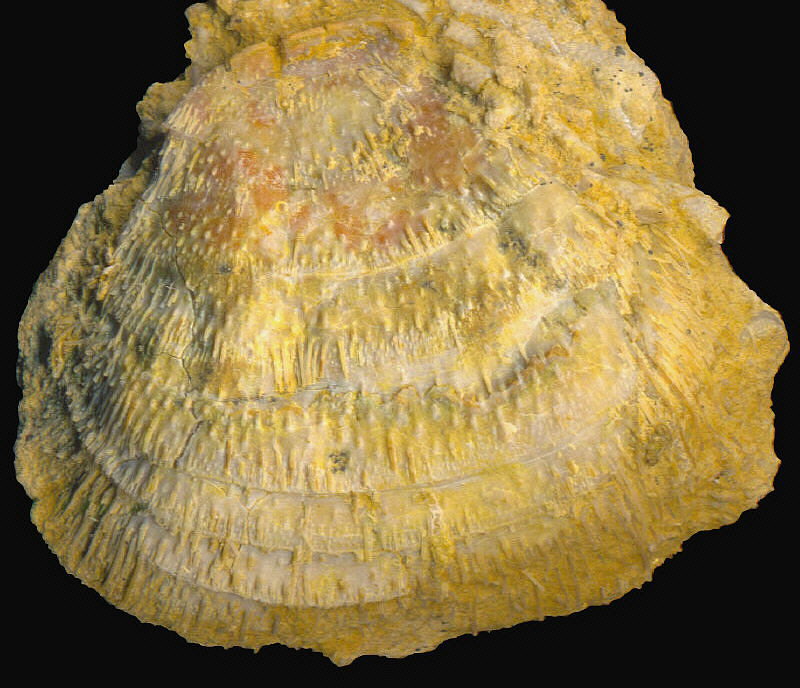 Calliprotonia sterlitamakensis (Stepanov, 1937)