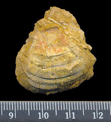 Calliprotonia sterlitamakensis (Stepanov, 1937)