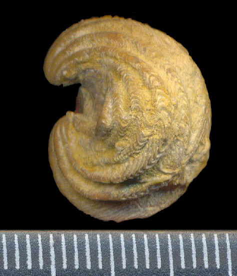 Paraspiriferina sp.