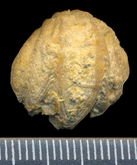 Paraspiriferina sp.