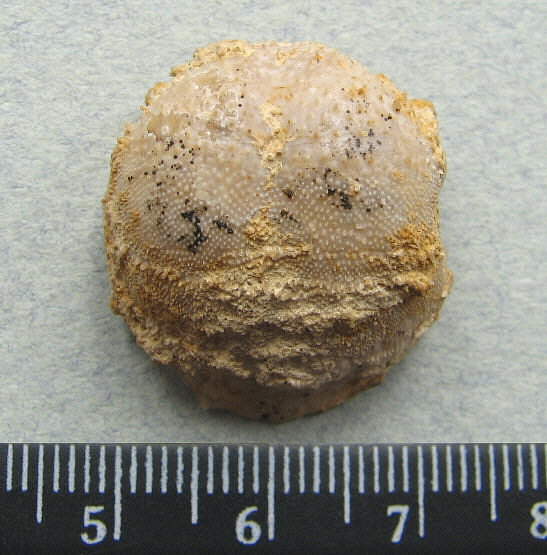 Parajuresania tastubensis (Tschernyshev)