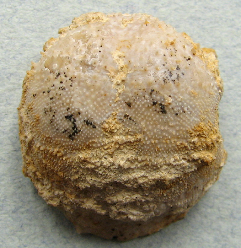 Parajuresania tastubensis (Tschernyshev)