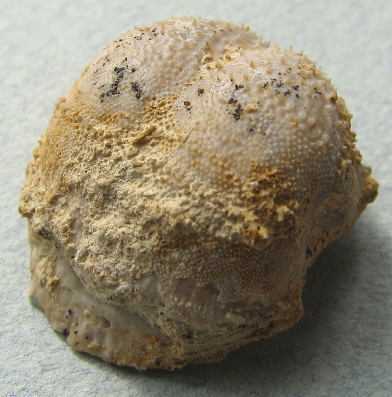 Parajuresania tastubensis (Tschernyshev)