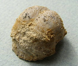 Parajuresania tastubensis (Tschernyshev)