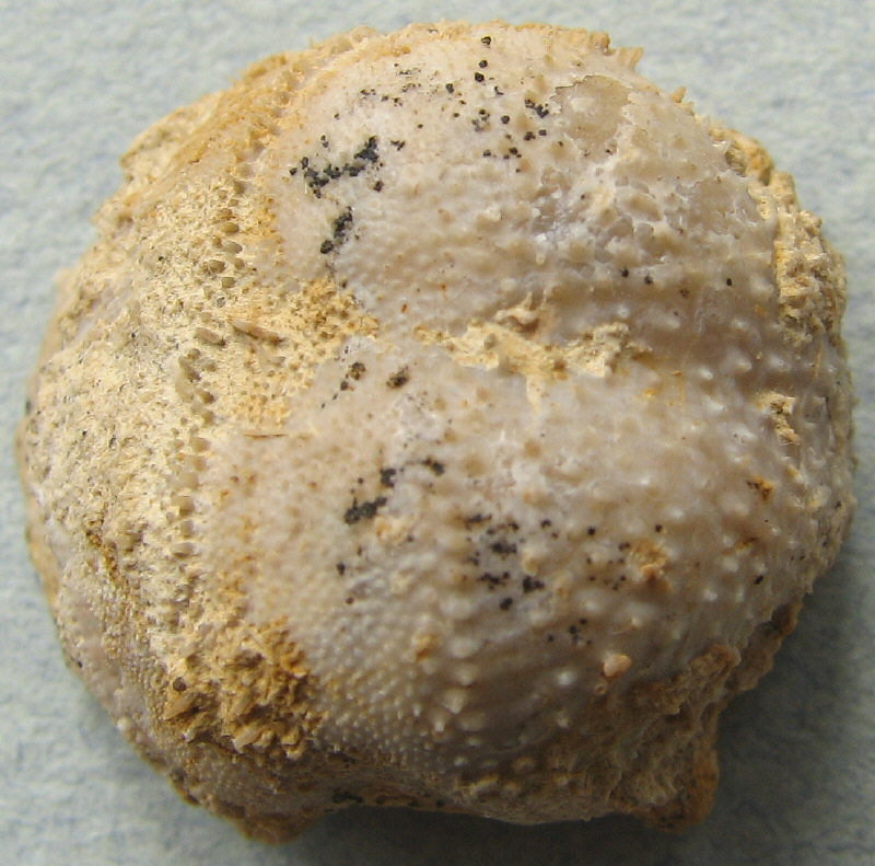 Parajuresania tastubensis (Tschernyshev)