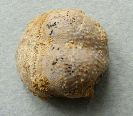 Parajuresania tastubensis (Tschernyshev)