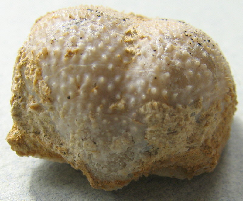 Parajuresania tastubensis (Tschernyshev)