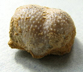 Parajuresania tastubensis (Tschernyshev)