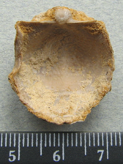 Parajuresania tastubensis (Tschernyshev)