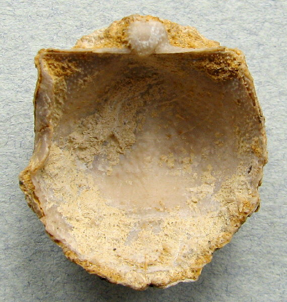 Parajuresania tastubensis (Tschernyshev)