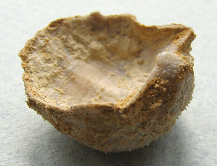 Parajuresania tastubensis (Tschernyshev)