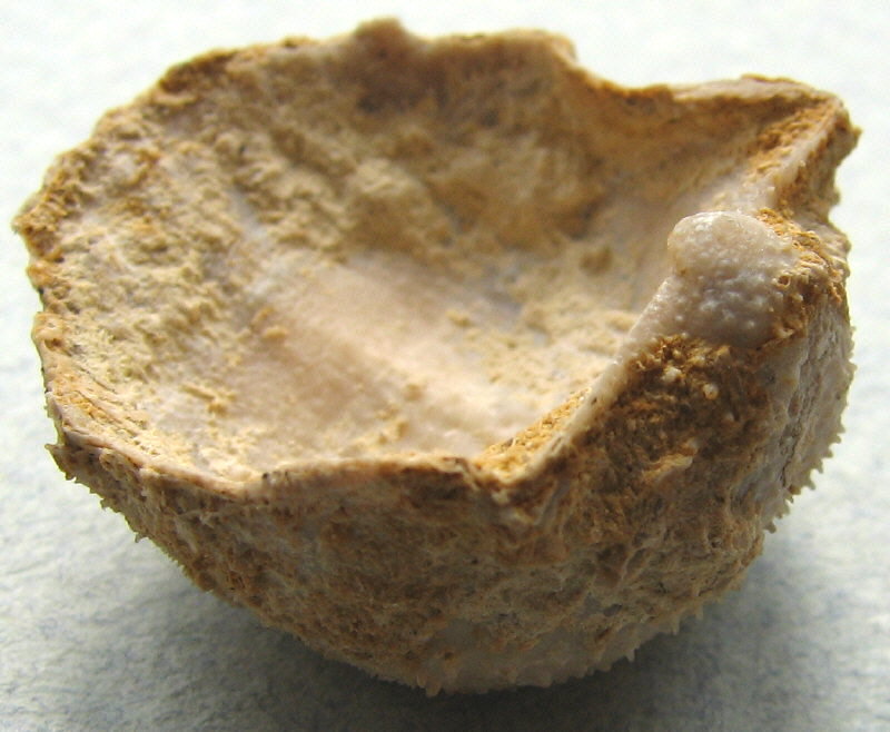 Parajuresania tastubensis (Tschernyshev)