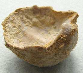 Parajuresania tastubensis (Tschernyshev)