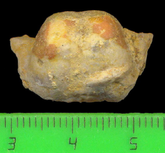 Kozlowskia borealis (Ivanov, 1935)