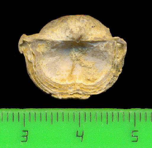 Kozlowskia borealis (Ivanov, 1935)