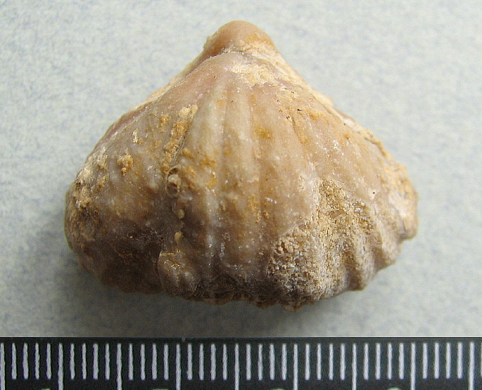 Stenoscisma gjelis Lazarev, 1975