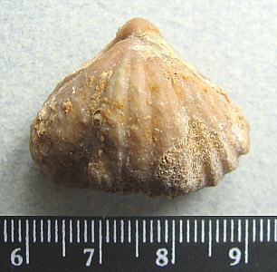 Stenoscisma gjelis Lazarev, 1975