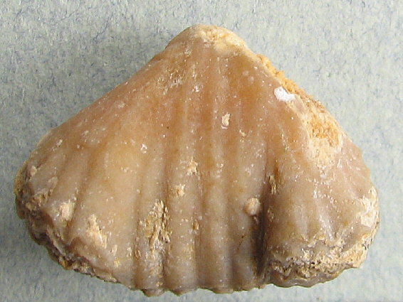 Stenoscisma gjelis Lazarev, 1975