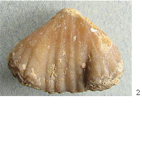 Stenoscisma gjelis Lazarev, 1975