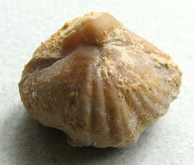 Stenoscisma gjelis Lazarev, 1975