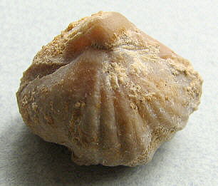 Stenoscisma gjelis Lazarev, 1975