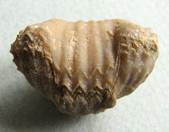 Stenoscisma gjelis Lazarev, 1975