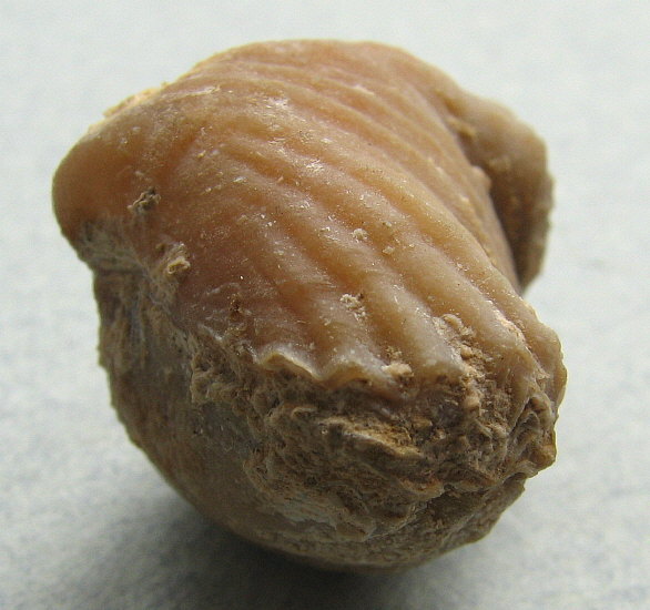 Stenoscisma gjelis Lazarev, 1975